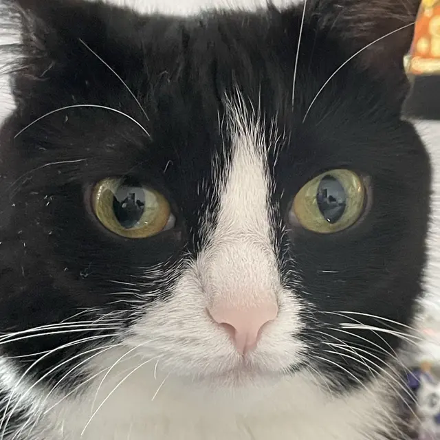 Аватар пользователя comui